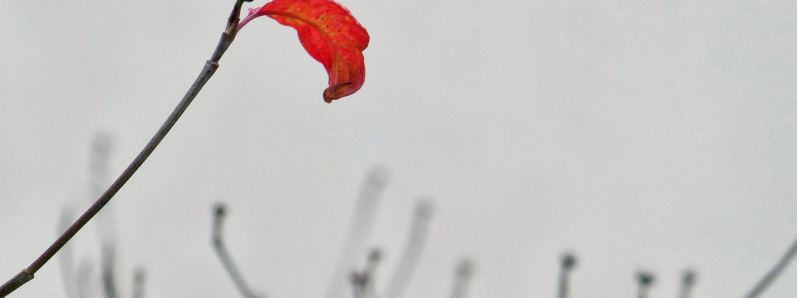 3e dimanche du Temps ordinaire année A