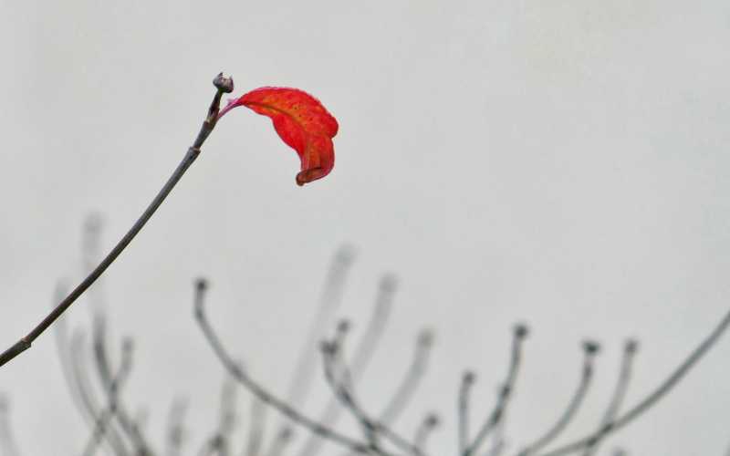 2e dimanche du Temps ordinaire année A