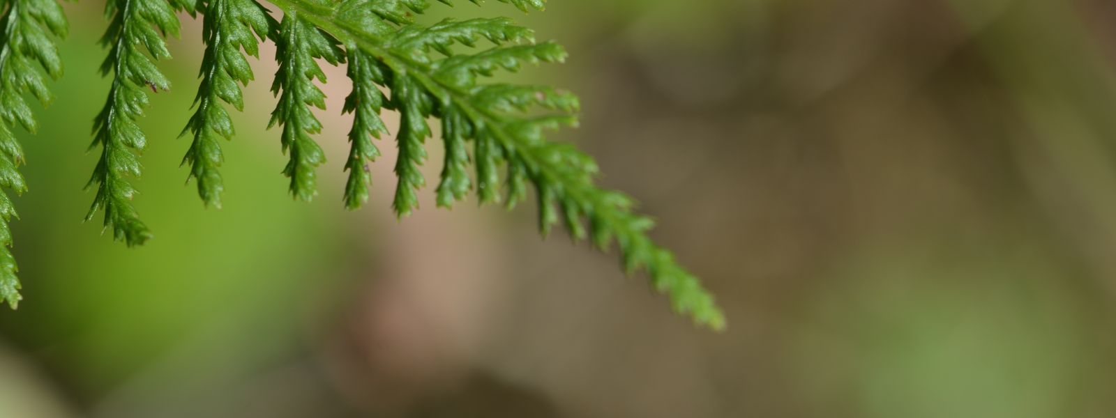 27e dimanche du Temps ordinaire année A